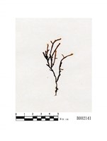 藏品(毛枝苔)的圖片